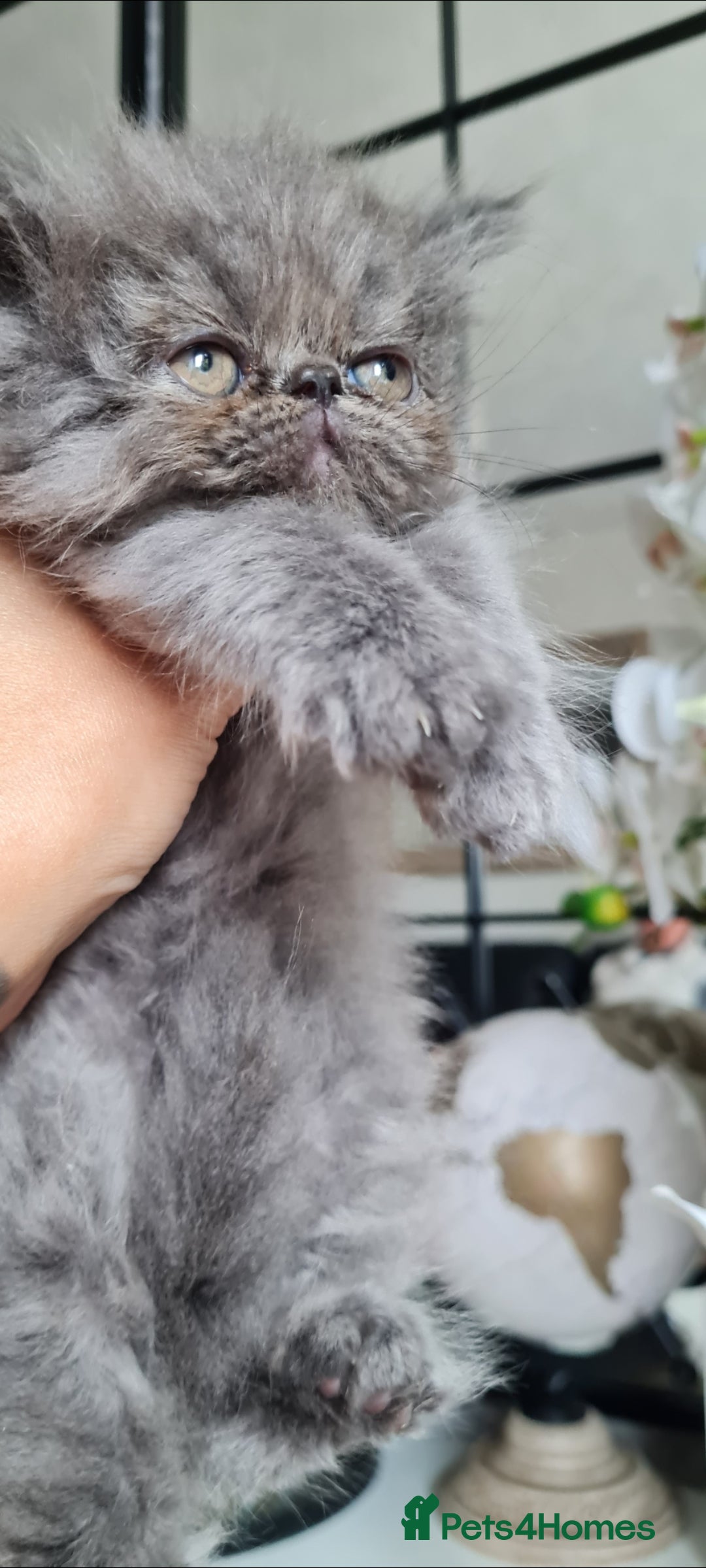 Persian cats for sale: Beautiful persian kittens  - Image 11