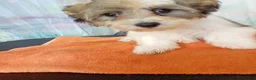 Havanese dogs for sale: ⭐RUDUCED TO £900onvo⭐Full breed havanese puppies.  - Advert 12