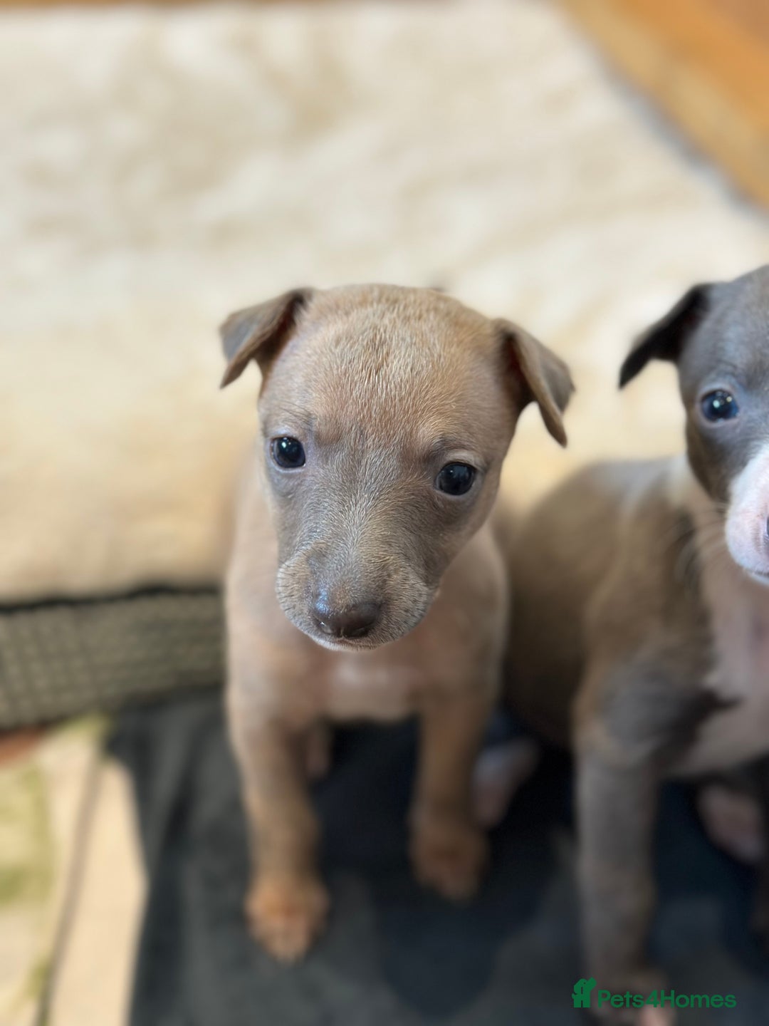 Whippet dogs for sale: READY NEXT WEEK! GORGEOUS WHIPPET PUPPIES - Image 22