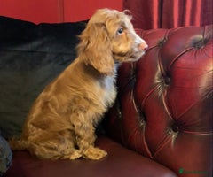 Cockapoo dogs Adorable F1 puppies - Advert 1