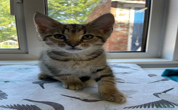 Mixed Breed cats - Advert 14