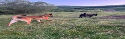 Mixed Breed dogs for sale: Belgian Malinois X  in Selkirk - Advert 9