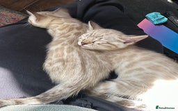 Bengal cats for sale: Snow lynx bengal kittens - Image 3