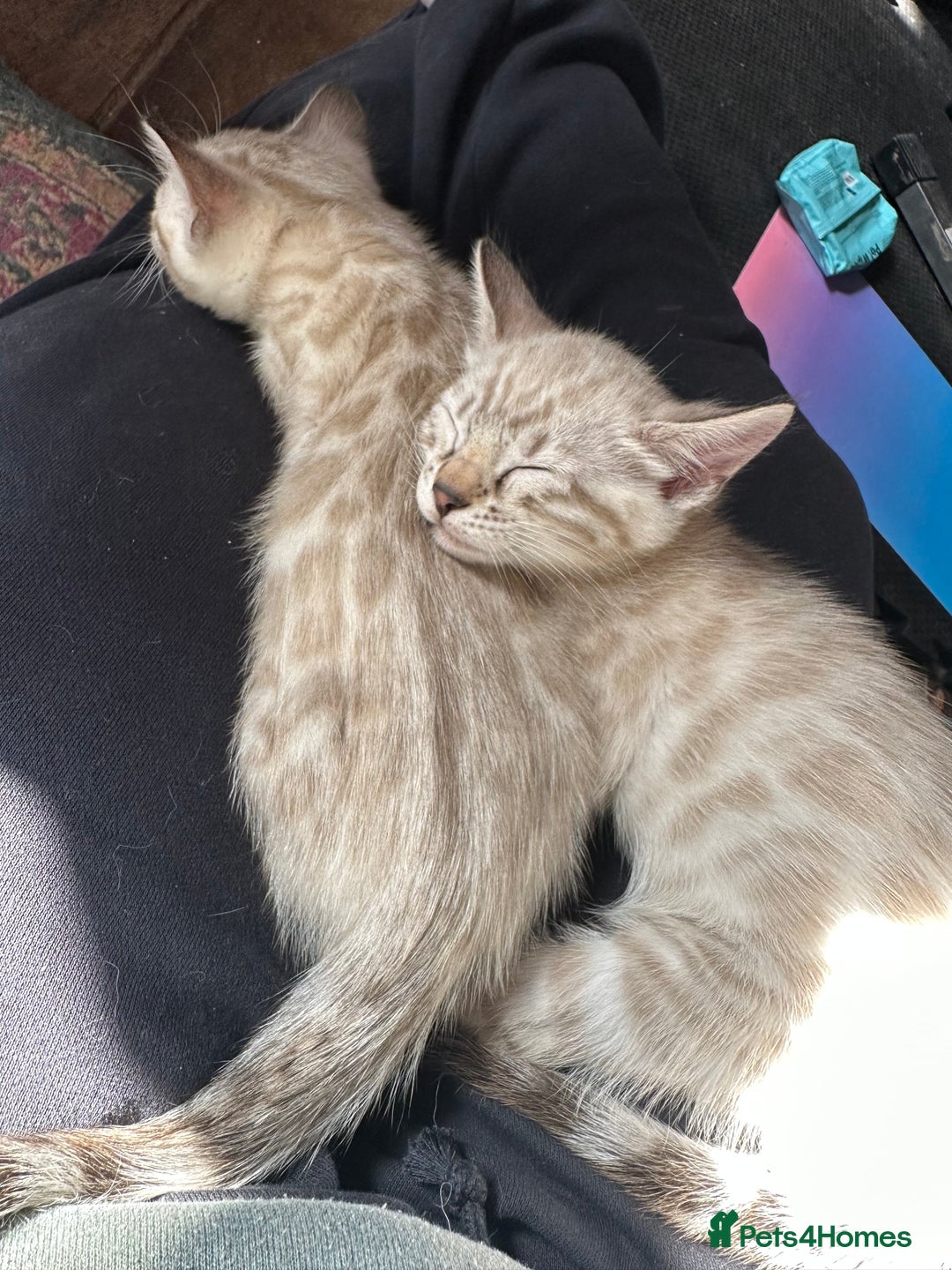 Bengal cats for sale: Snow lynx bengal kittens - Image 3