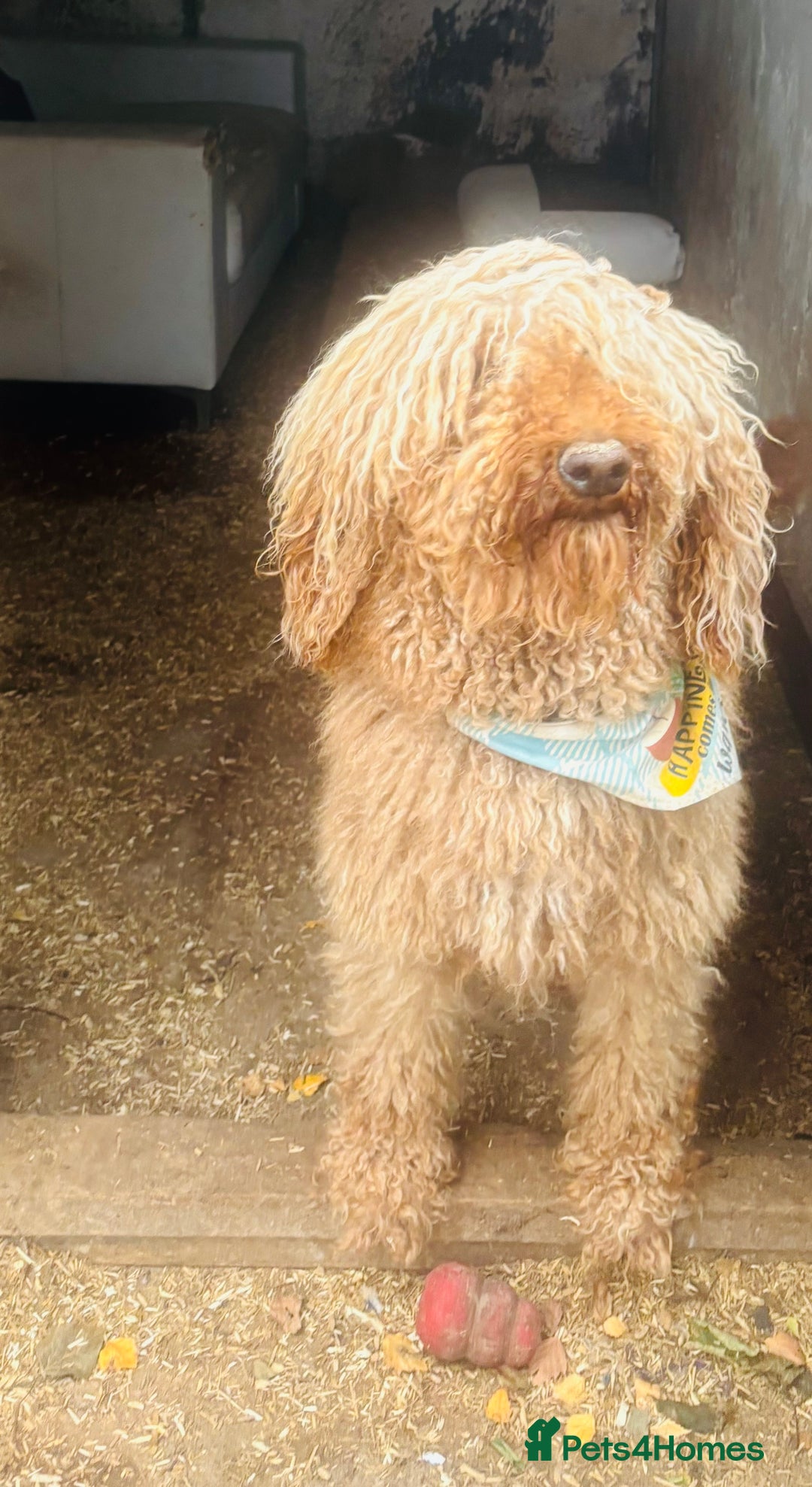 Standard Poodle dogs for sale: KC REG STANDARD POODLES - Advert 5