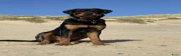 Rottweiler dogs for sale: Regrettable Sale in Bury Saint Edmunds - Advert 2