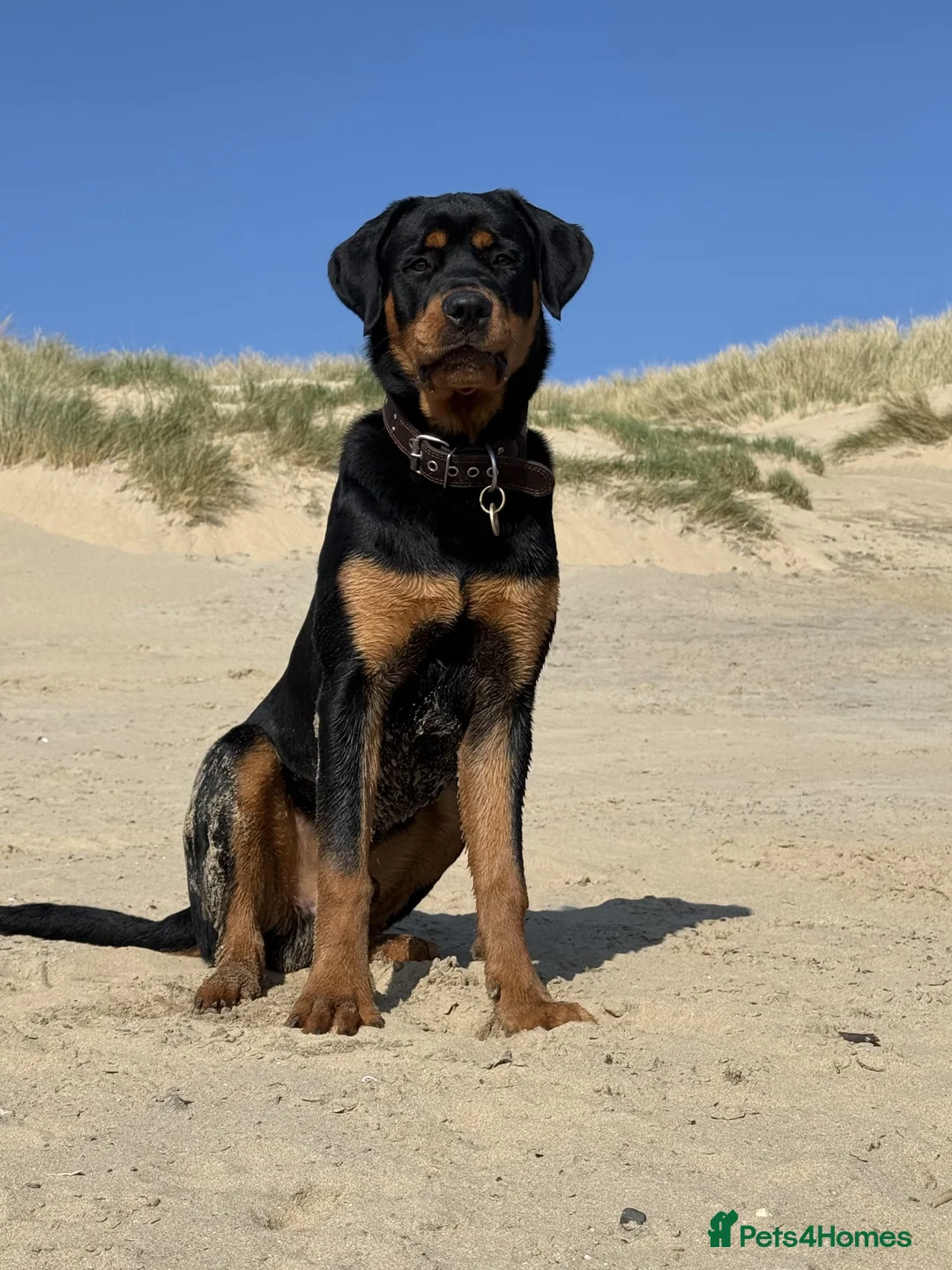 Rottweiler dogs for sale: Regrettable Sale in Bury Saint Edmunds - Advert 2