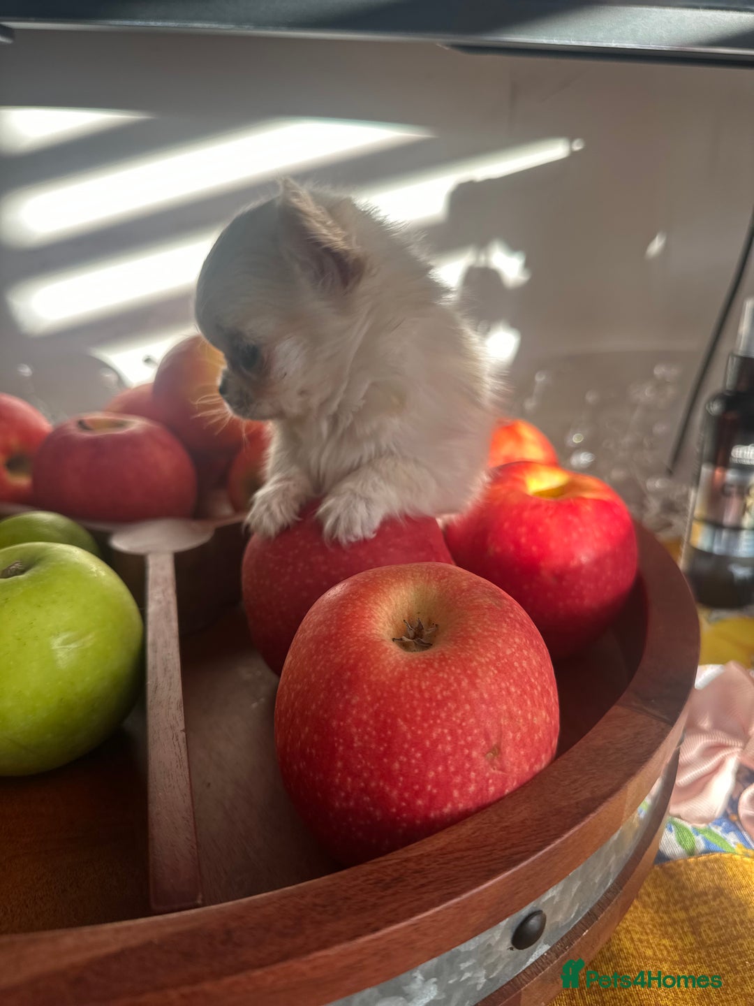 Chihuahua dogs for sale: KC Reg Russian and Czech Champions puppies L/C - Advert 6