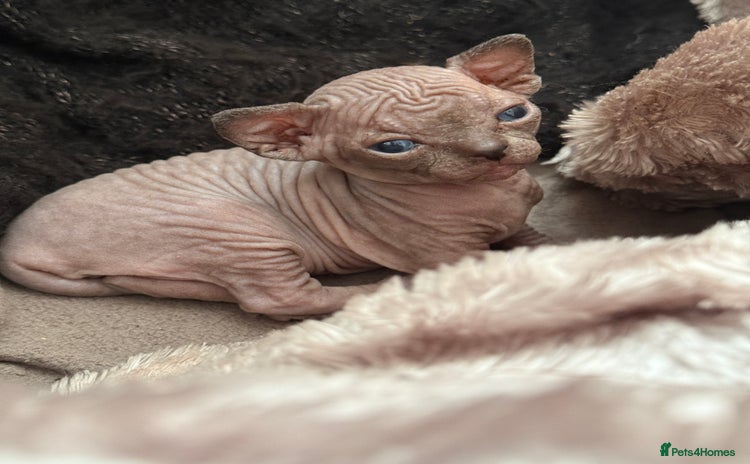 Sphynx cats - Advert 6