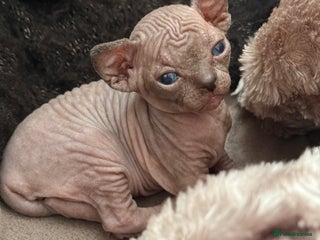 Sphynx cats - Advert 14