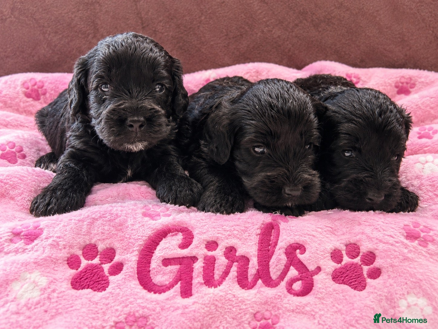 Cockapoo dogs F1 Toy Cockapoo Puppies - Advert 2