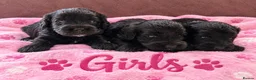 Cockapoo dogs for sale: F1 Toy Cockapoo Puppies - Advert 2