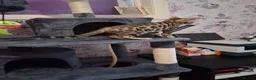 Bengal cats for sale: Tica reg. Bengal Kittens  - Advert 17