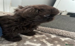 Shih Tzu dogs for sale: KC Imperial Dark non fade Chocolate Boy Available - Image 8
