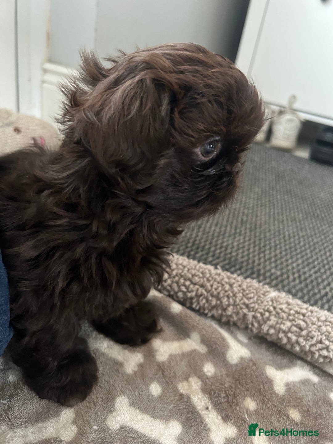 Shih Tzu dogs for sale: KC Imperial Dark non fade Chocolate Boy Available - Image 8