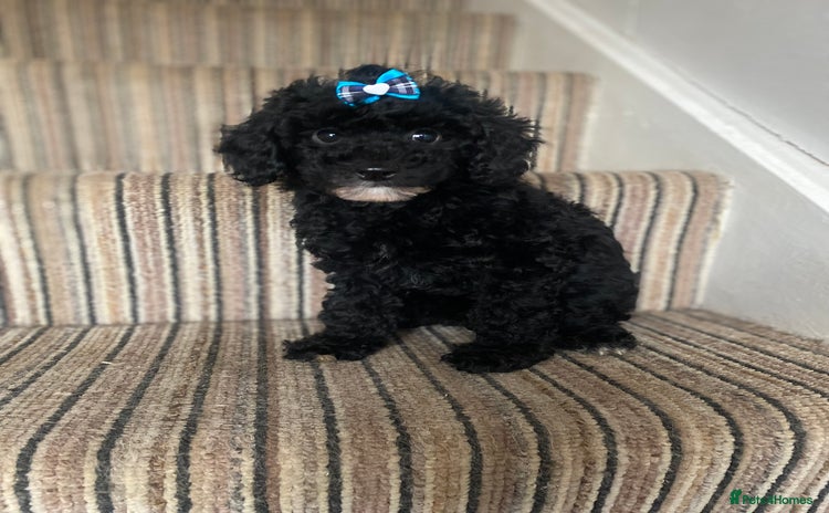 Cavapoo dogs - Advert 7