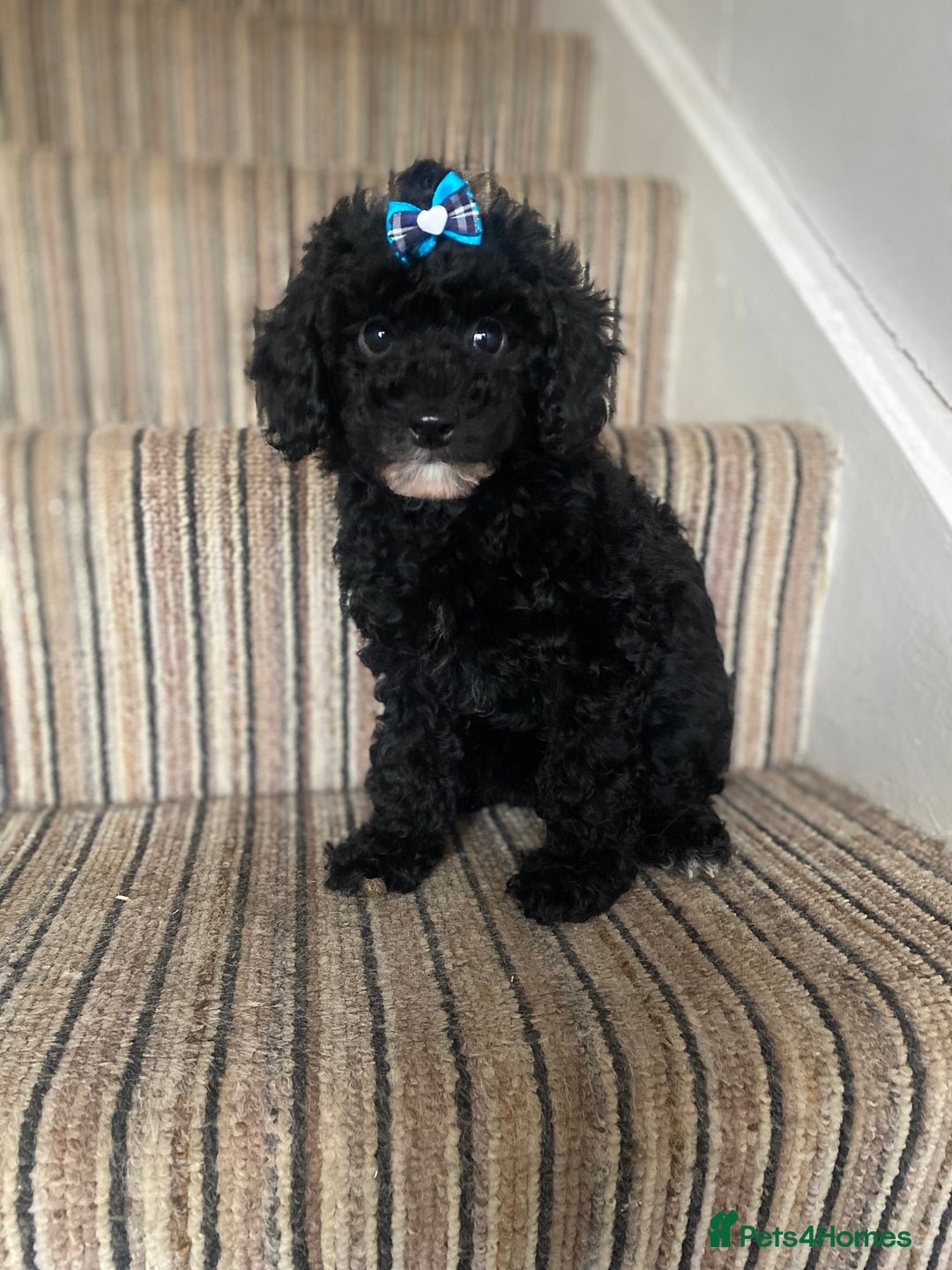 Cavapoo dogs for sale: 1 lonely girl still on the search for her home - Image 6