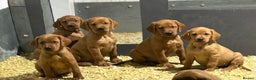 Mixed Breed dogs for sale: Outstanding settador puppies  - Advert 3