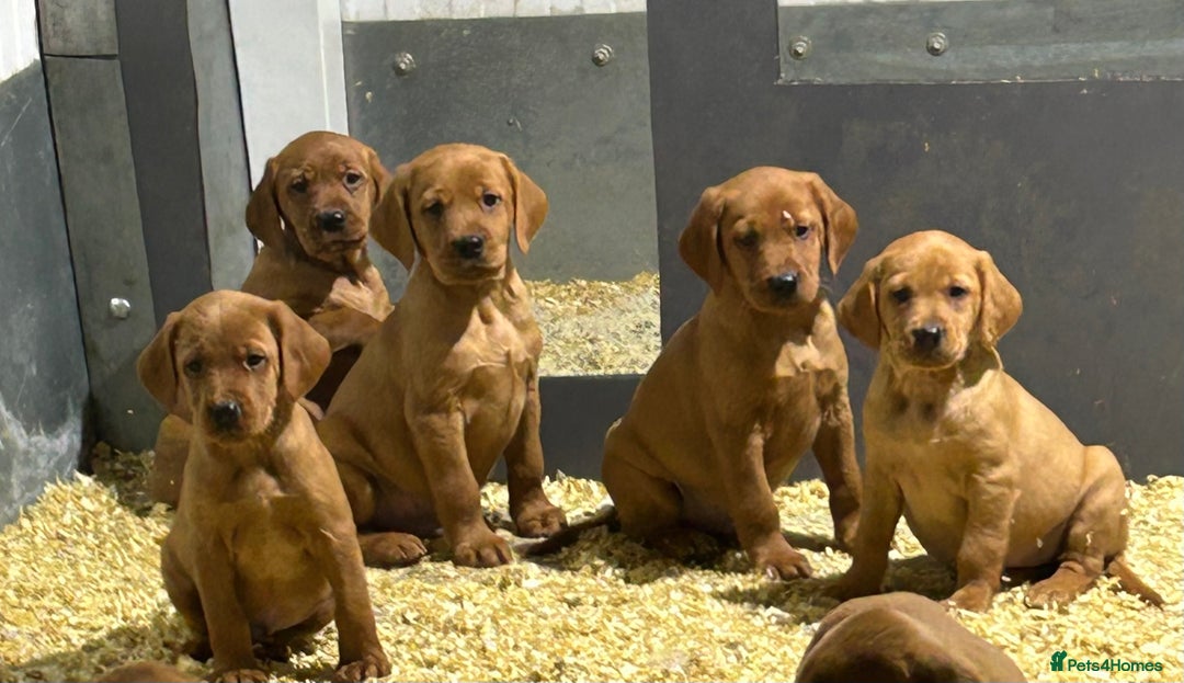 Mixed Breed dogs for sale: Outstanding settador puppies  - Advert 3