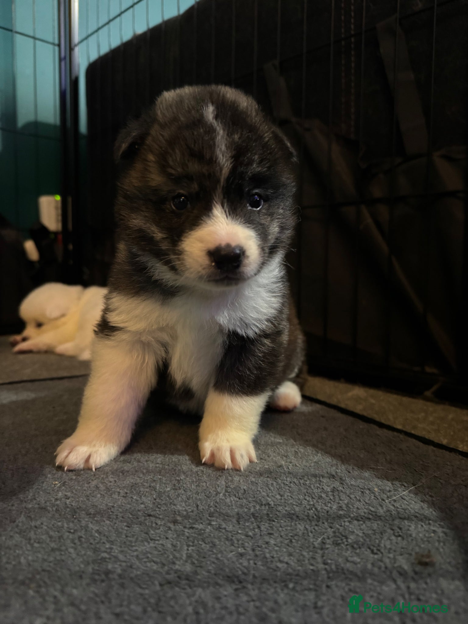 Japanese Akita Inu dogs 7 Japanese akitas  - Advert 2