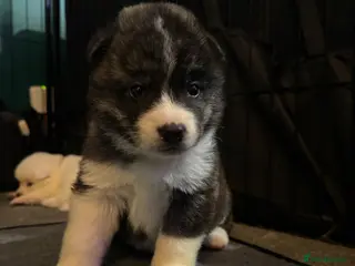 Japanese Akita Inu dogs 7 Japanese akitas - Advert 2