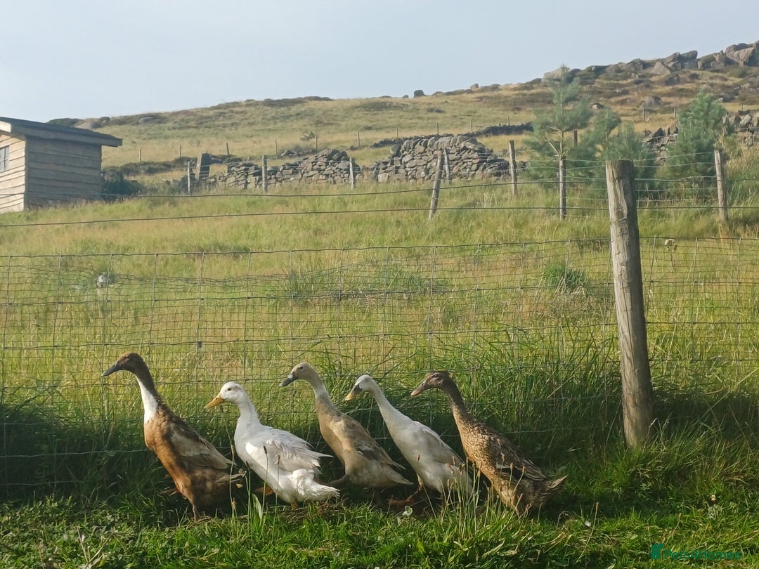 Ducks poultry for sale: Indian Runner Ducks - Image 4