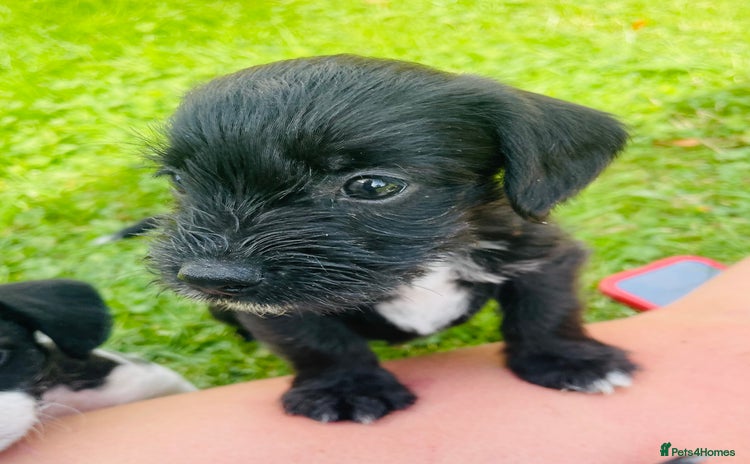 Mixed Breed dogs - Advert 14
