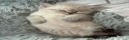 Scottish Fold cats for sale: Scottish Fold Healthy Playful Kittens Available - Advert 6