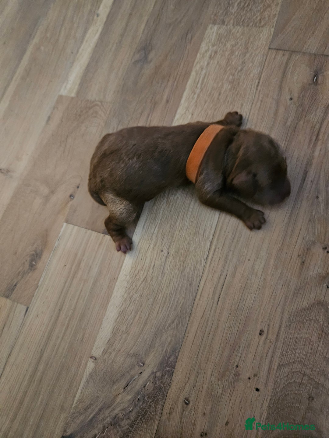 Cockapoo dogs for sale: Cockapoo puppies for sale! - Image 4