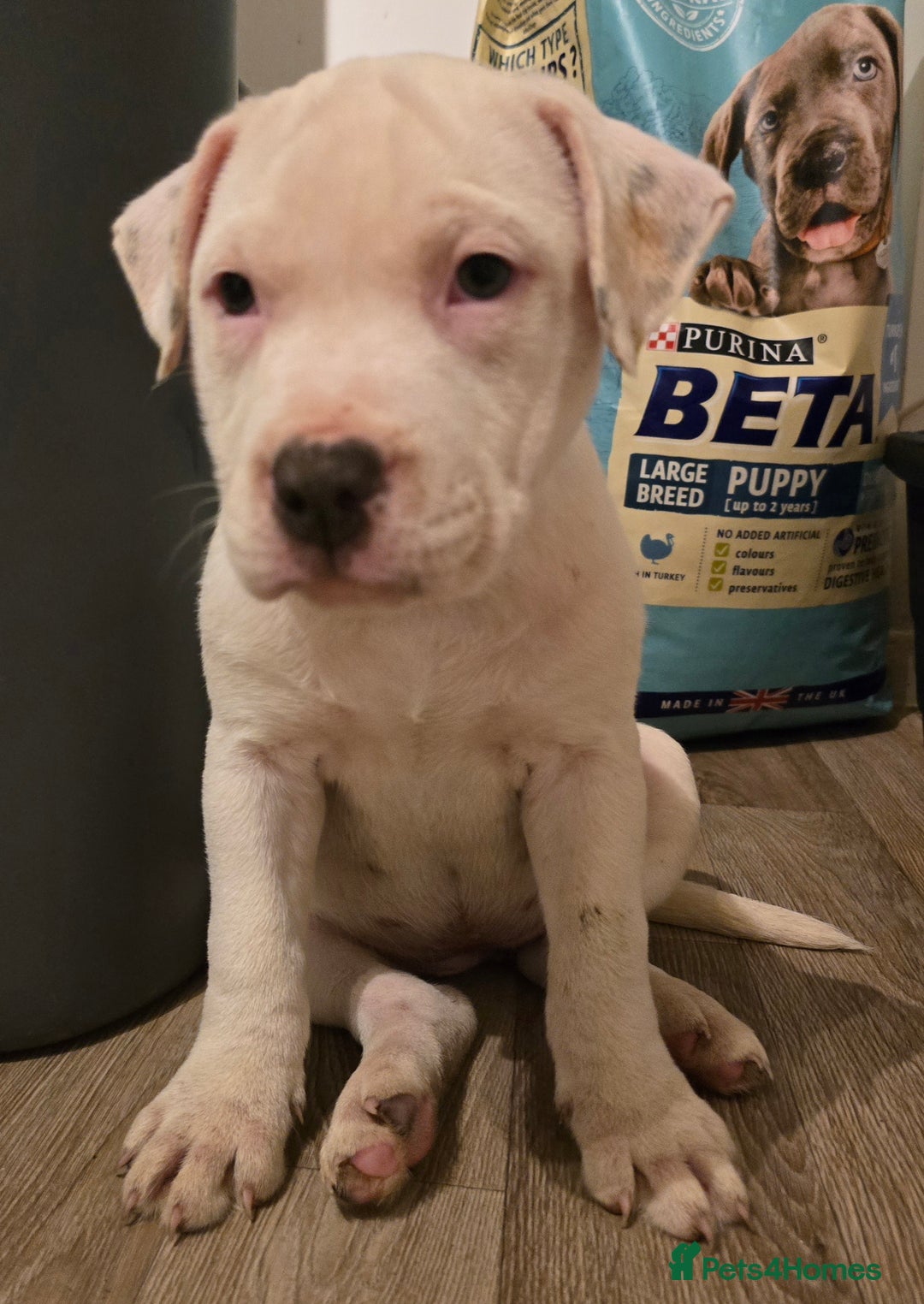 American Bull Staffy dogs for sale: Last one Girl Staffordshire waiting for new home - Advert 11