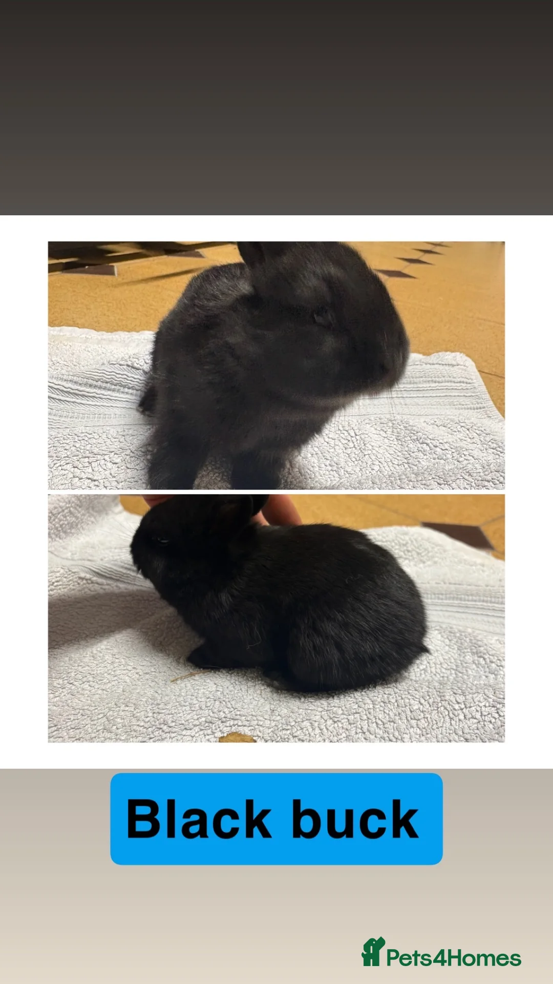 New Zealand rabbits for sale: New Zealand rabbits(ready 2nd April) - Advert 3