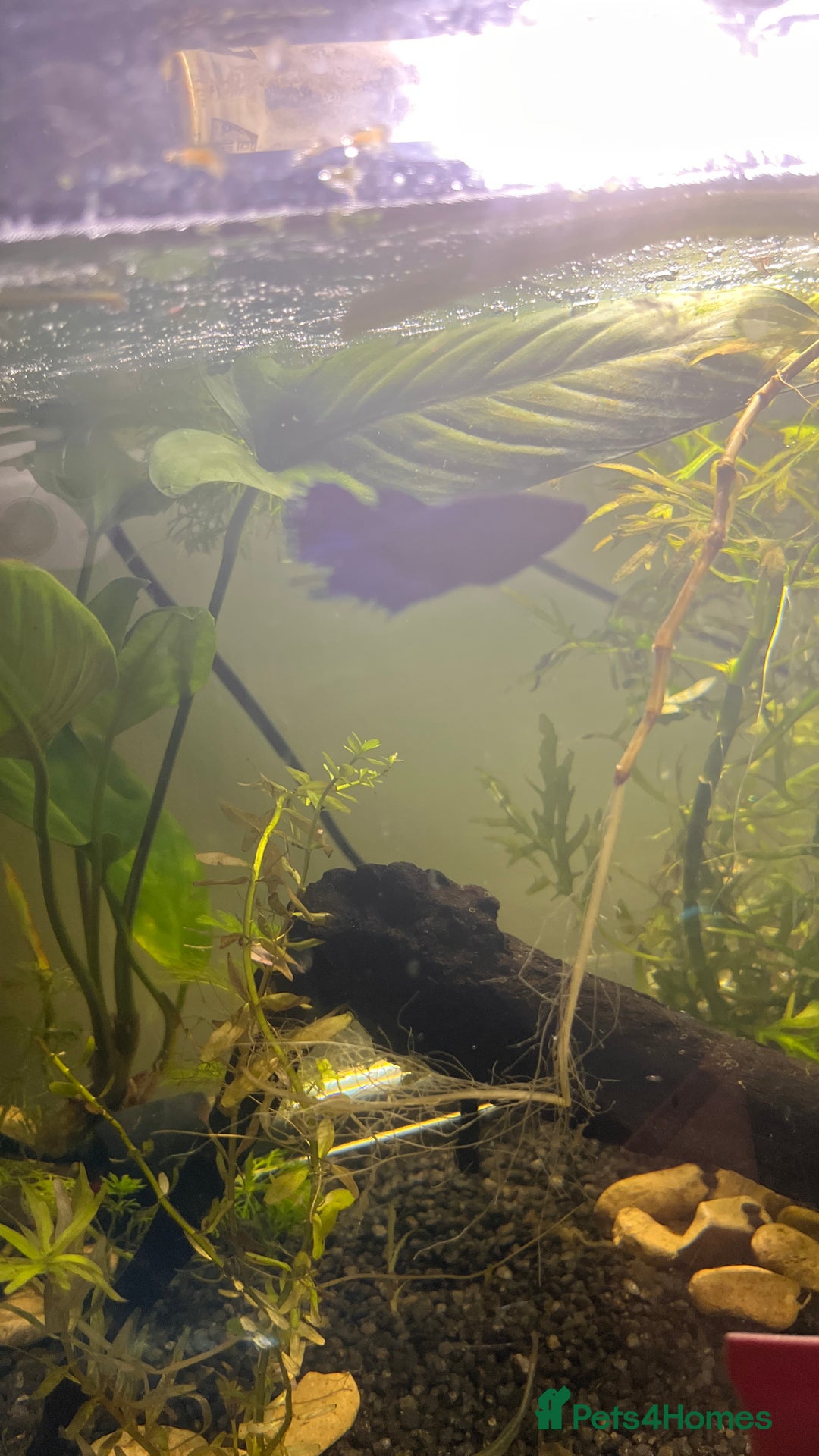 Bettas fish for sale: Female Betta fish looking for a new home  - Advert 5