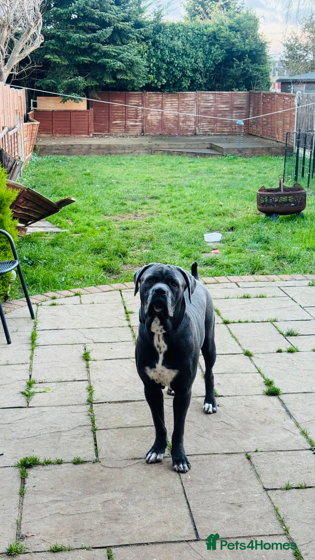 Cane Corso dogs for sale: Cane corso (kylo) - Advert 3