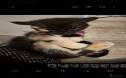 Mixed Breed cats for sale: 2 boys 3 females mixed breed.  - Image 5
