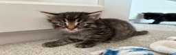 Mixed Breed cats for sale: 6x Part bengal/long haired kittens  - Advert 17