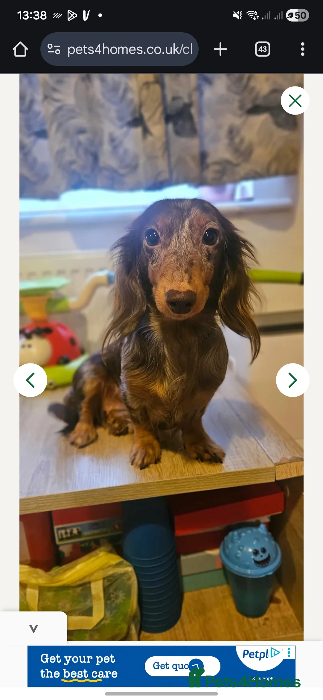 Miniature Dachshund dogs for sale: KC Miniature dauschund puppy - Advert 6