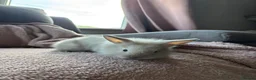 Lionhead rabbits for sale: Two Male Lionhead Babies - Advert 3