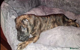 Staffordshire Bull Terrier dogs for sale: READY 7TH NOVEMBER ⭐️ 🐶 2 left ⭐️ staff pups  - Image 2