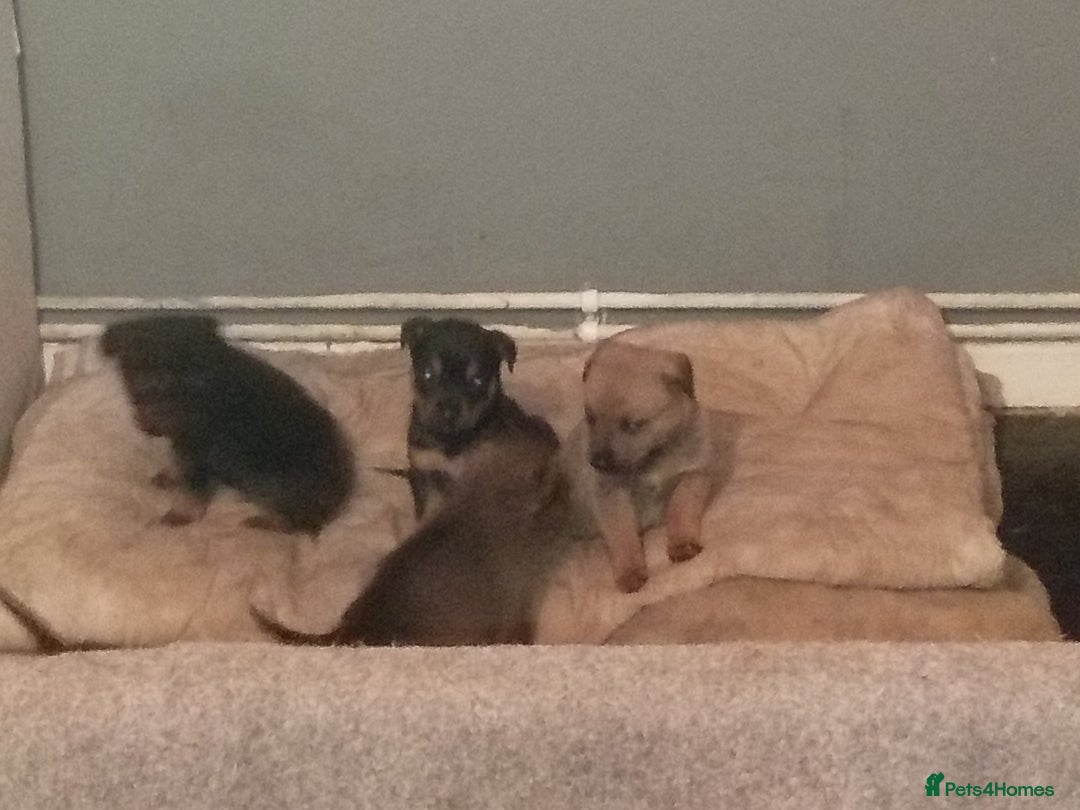Mixed Breed dogs for sale: 2 brown 3 black Rottweiler German shepherd staffie - Advert 1