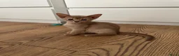 Abyssinian cats for sale: Abyssinian kittens  - Advert 8