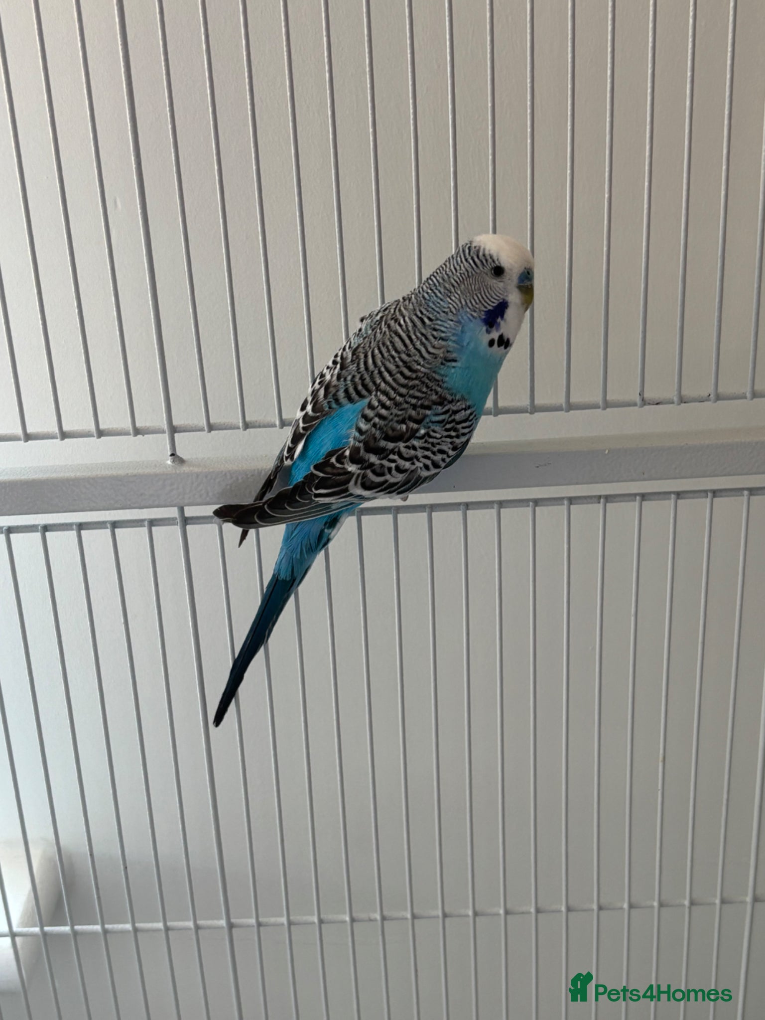 Budgerigars birds Two beautiful male budgies - Advert 2