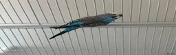Budgerigars birds for sale: Two beautiful male budgies in Reading - Advert 1