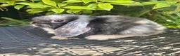 Mini Lop rabbits for sale: Ready to leave. Mini lop babies  - Advert 4