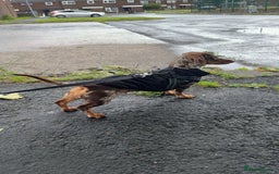 Dachshund dogs for sale: Miniature Dachshund  - Image 11