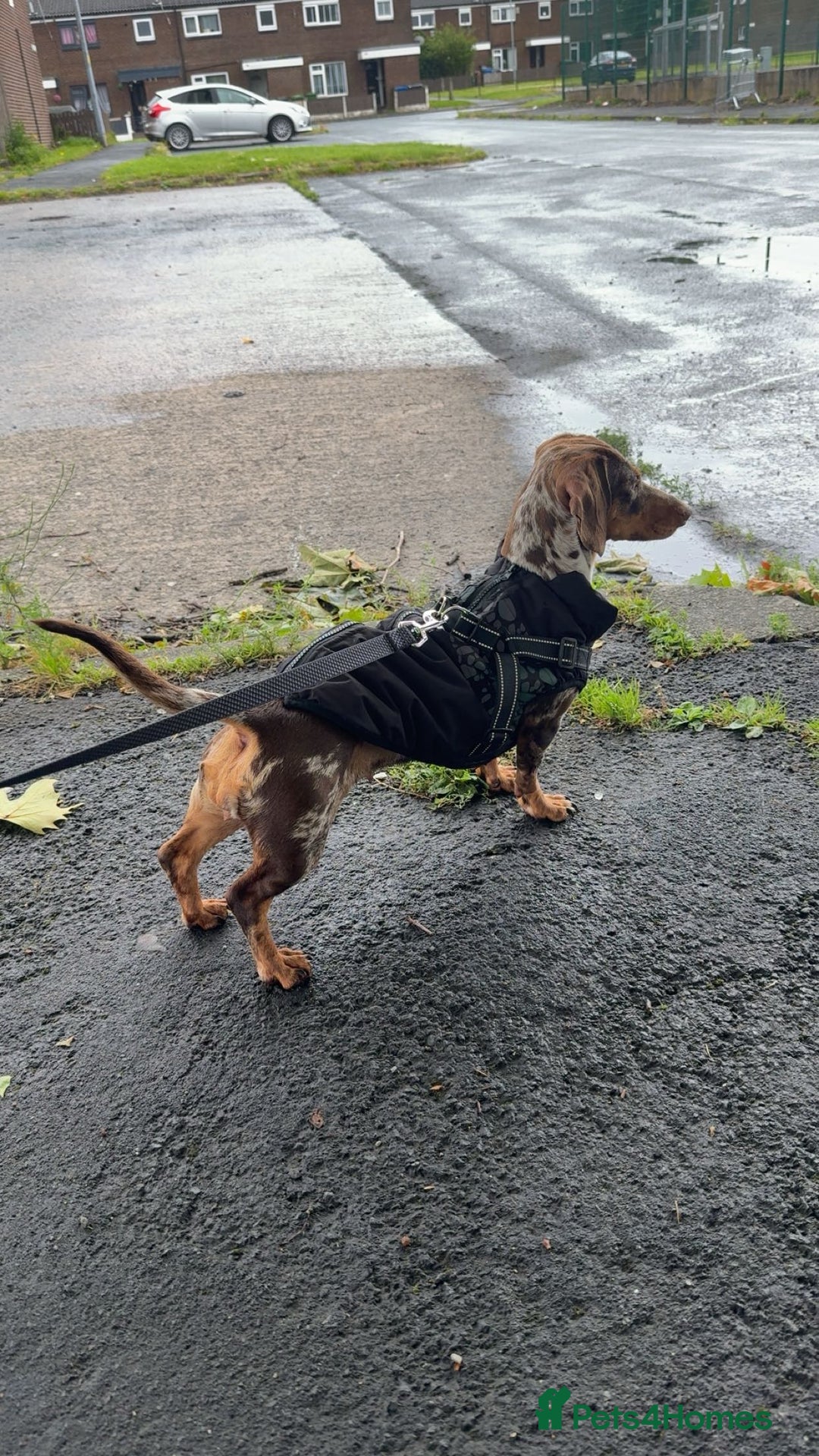 Dachshund dogs for sale: Miniature Dachshund  - Image 11