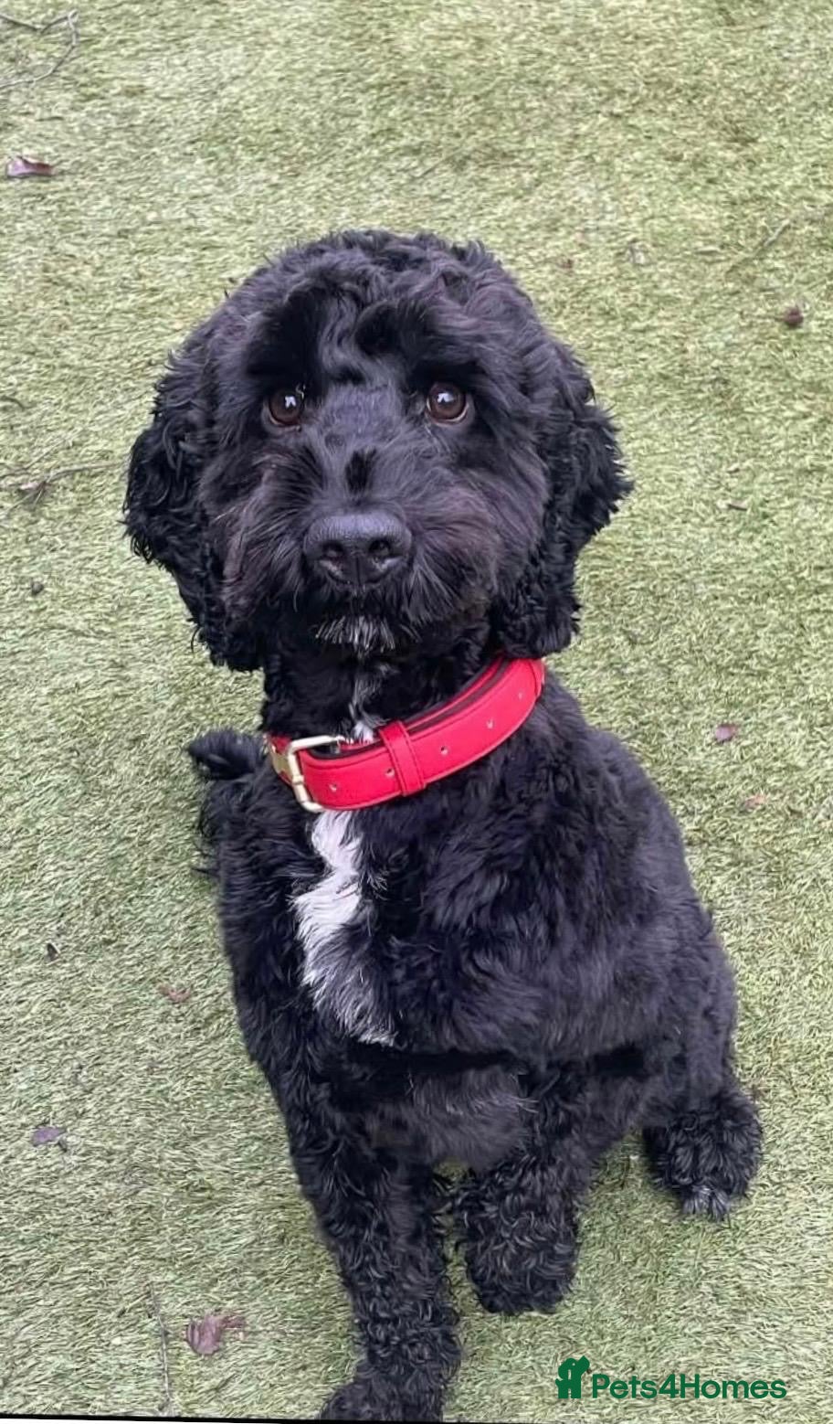 Cockapoo dogs Amazing fully trained Black Cockapoo for sale  - Advert 10