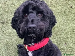 Cockapoo dogs Amazing fully trained Black Cockapoo for sale - Advert 10