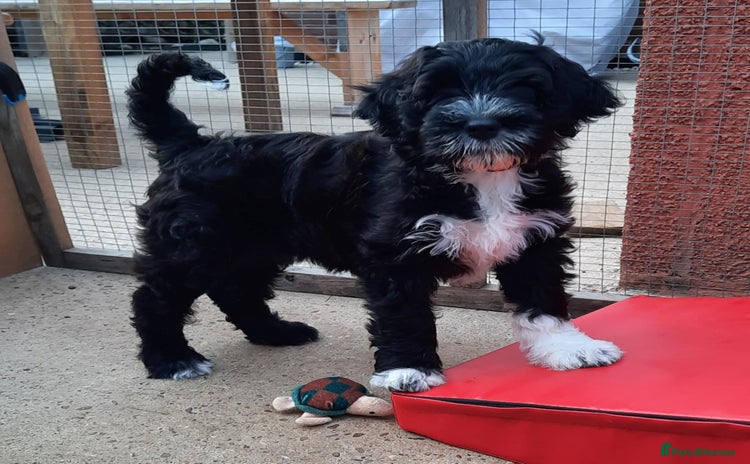Portuguese Water Dog dogs in Southwold - Advert 1