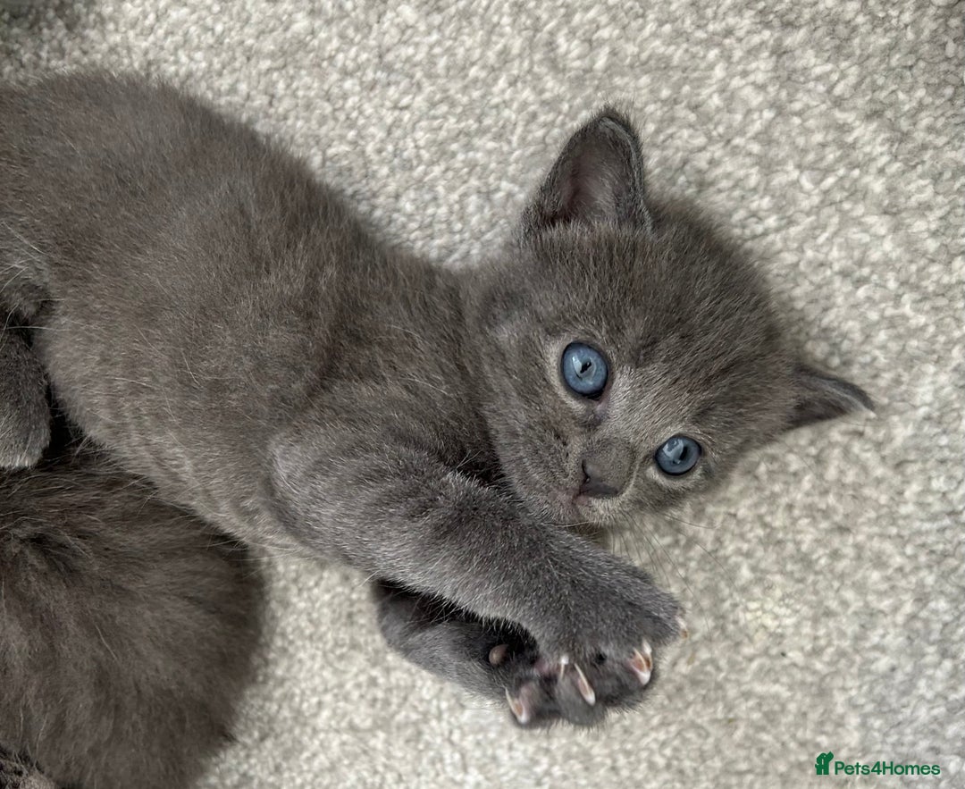 Russian Blue cats for sale: Russian blue kittens cross - Image 14