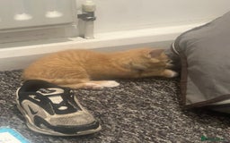 Mixed Breed cats for sale: Sweet ginger girls  - Image 6